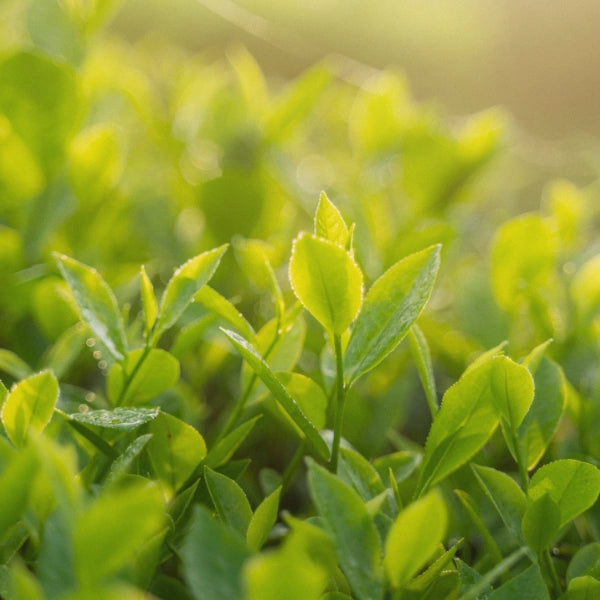 Mind & Mood – Heritage Tea