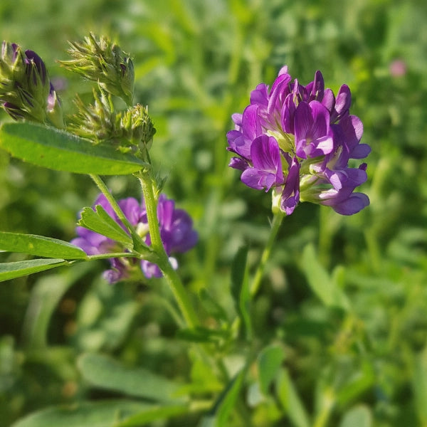 Mineral Mix – Heritage Tea