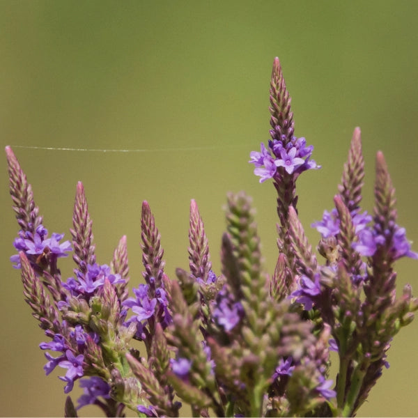 Mineral Mix – Heritage Tea