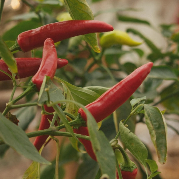 Mineral Mix – Heritage Tea