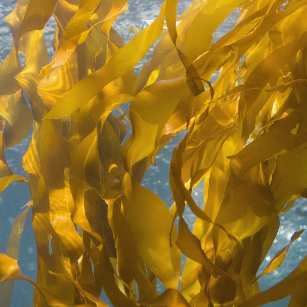 Mineral Mix – Heritage Tea