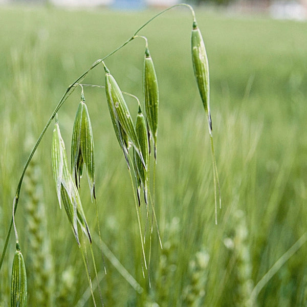 Mineral Mix – Heritage Tea