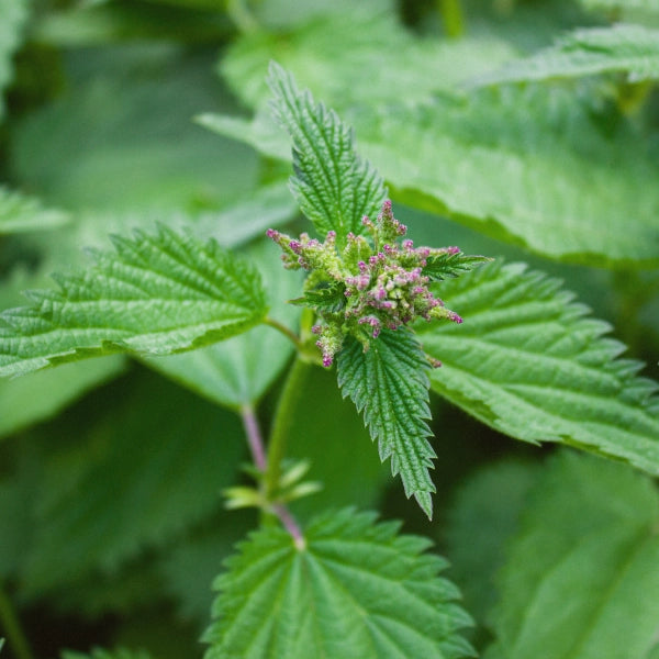 Mineral Mix – Heritage Tea