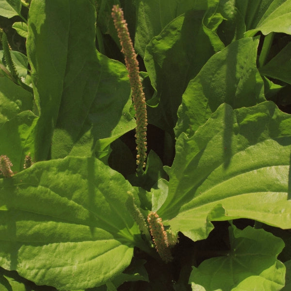 Mineral Mix – Heritage Tea