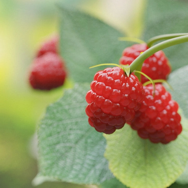 Mineral Mix – Heritage Tea