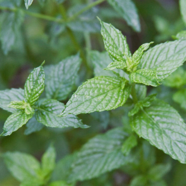 Winter Wonderland, 30ml Aromatherapy Spray ― Holiday Scents