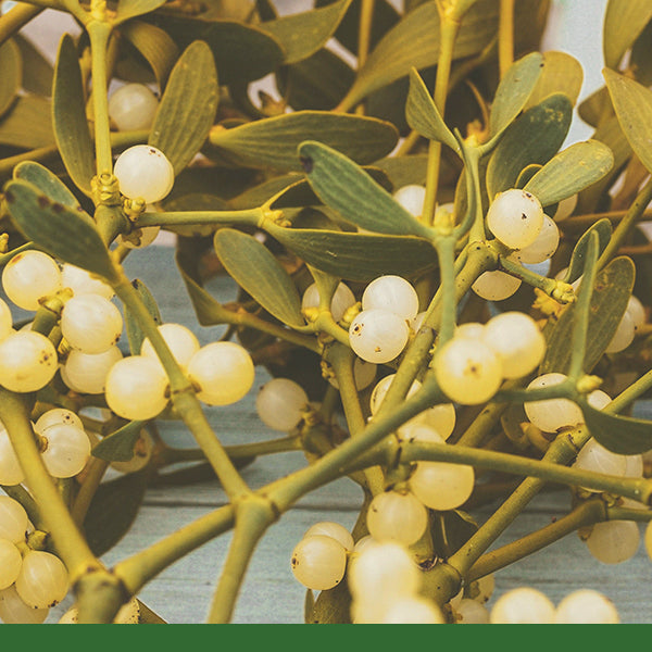 Mistletoe (Viscum album) - Dried Herb, Organic