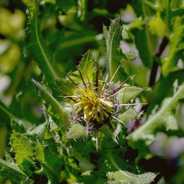 Momma's Blend – Heritage Tea