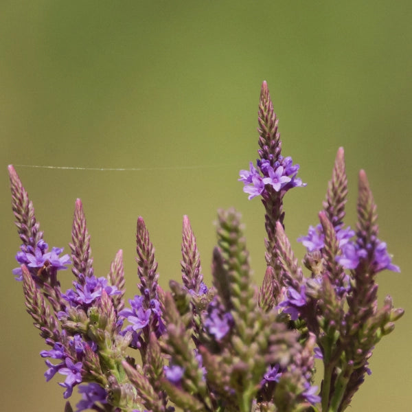 Momma's Blend – Heritage Tea