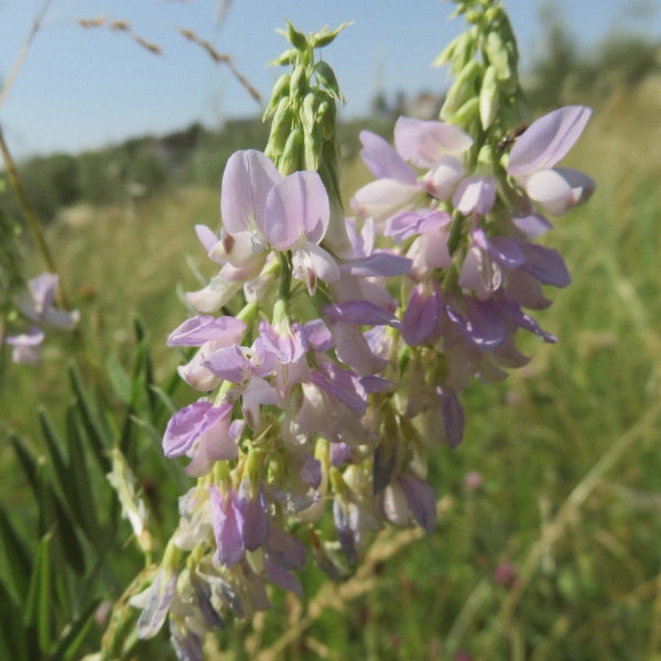 Momma's Blend – Heritage Tea