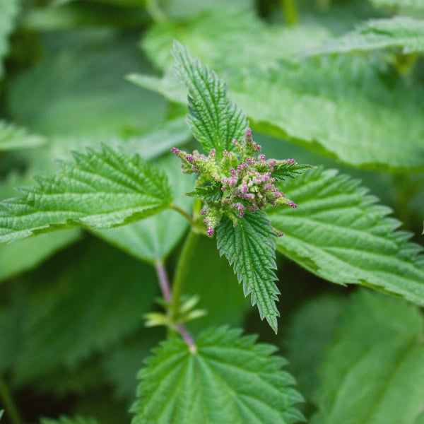 Salus, Floradix Liquid Iron