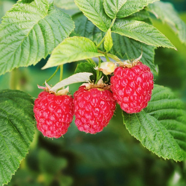 Momma's Blend – Heritage Tea