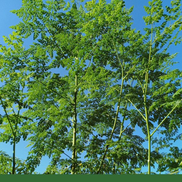 Moringa Leaf (Moringa oliefera), Cut & Sifted - Dried Herb