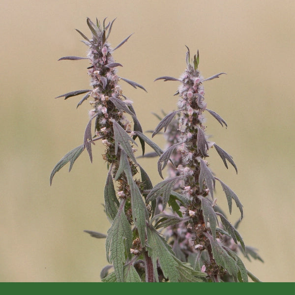 Motherwort, Cut & Sifted (Leonorus cardiaca) - Dried Herb, Organic