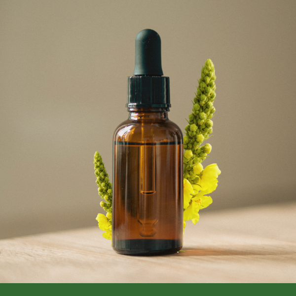 Mullein - Carrier Oil