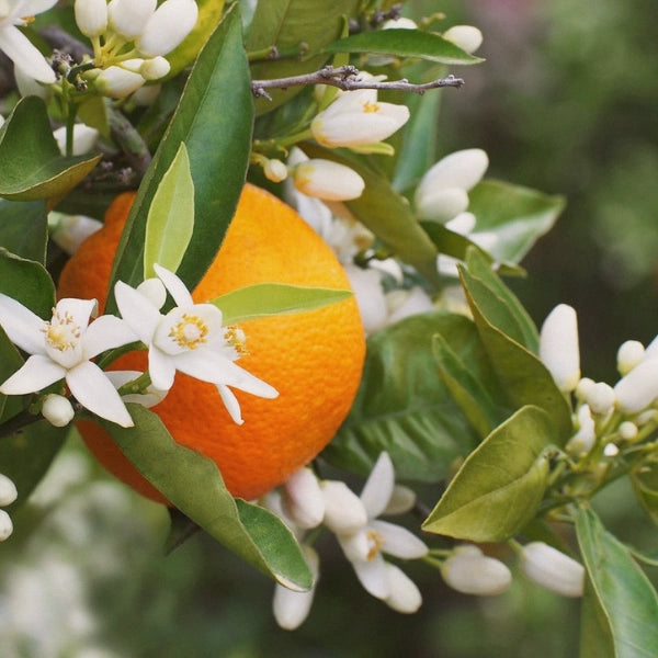 Neroli 10% (Citrus aurantium) - Essential Oil