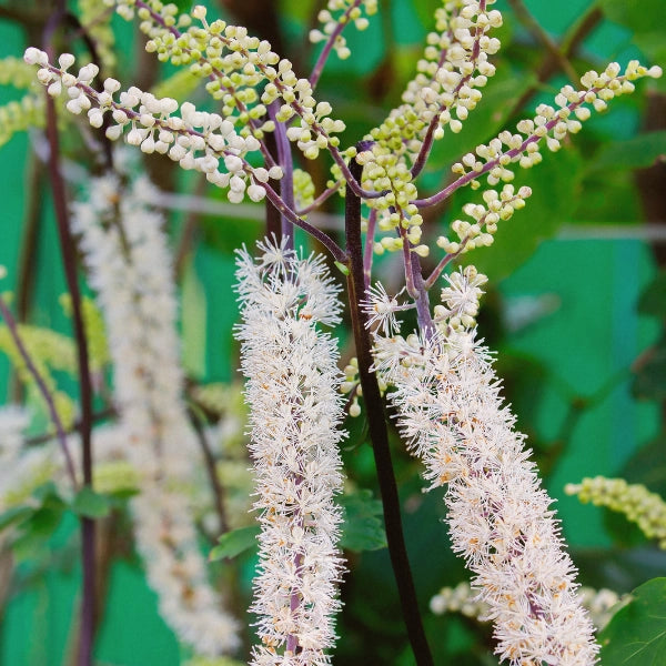 Neurofort – Heritage Tea