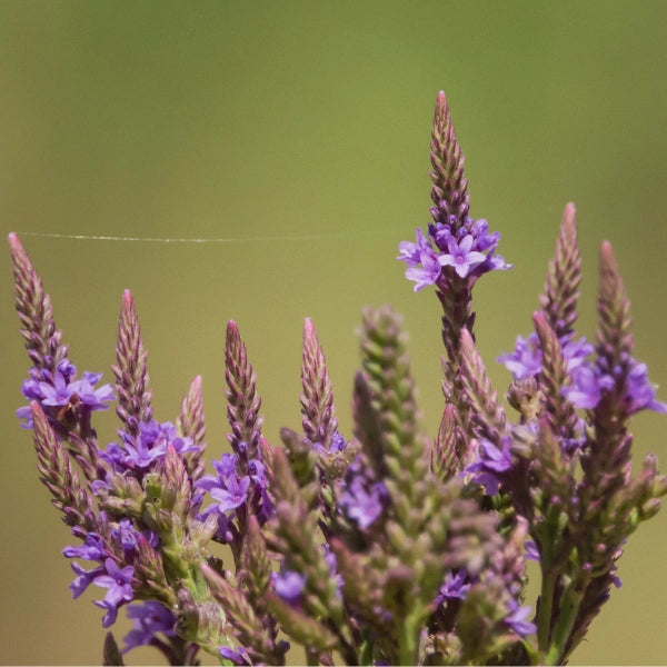 Neurofort – Heritage Tea