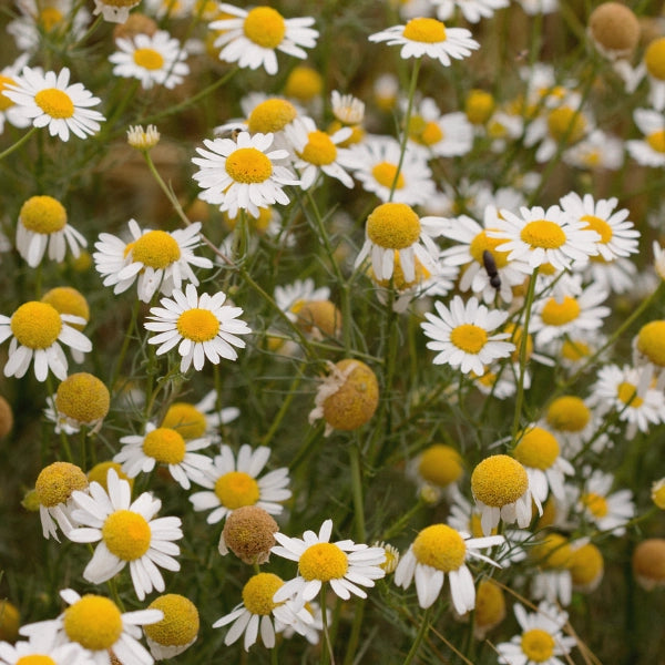 Neurofort – Heritage Tea