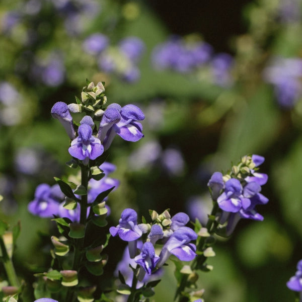 Neurofort – Heritage Tea