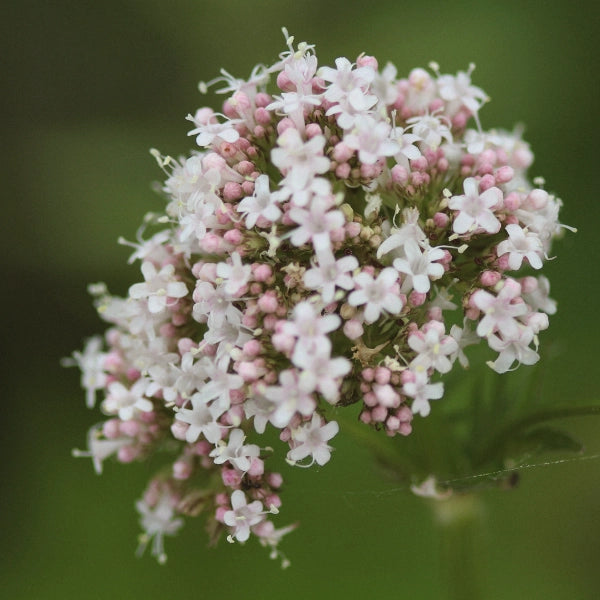 Let Go Liniment - Therapeutic Essential Oil Blend