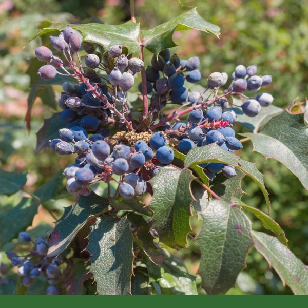 Oregon Grape, Powder - Dried Herb