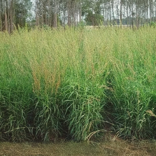 Colour Energy, Energy Blend — Pink