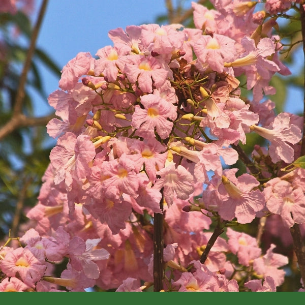 Pau dArco, Cut & Sifted (Tabebuia impetigunosa) - Dried Herb, Wildcrafted