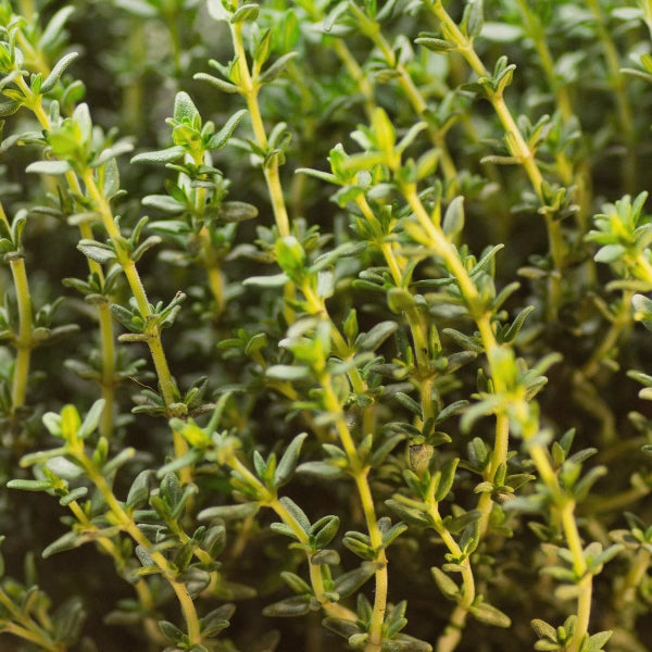 Perineal Wash – Heritage Tea