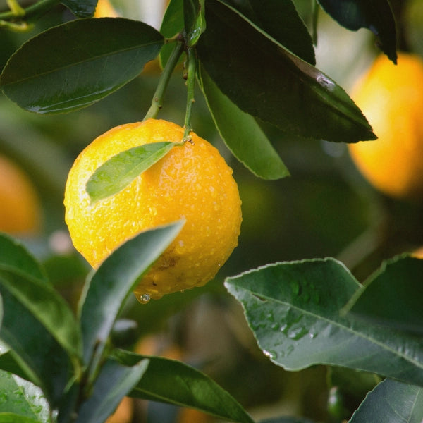 Green ― Spiritual Spray