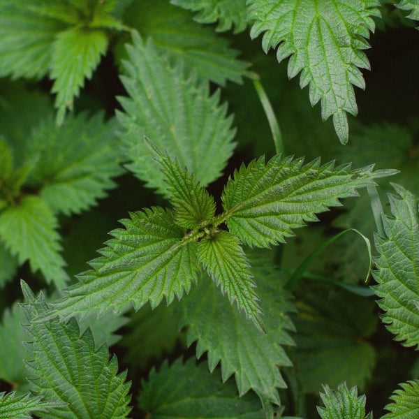 Pets Plus – Nutritional Powder, Heritage Tea