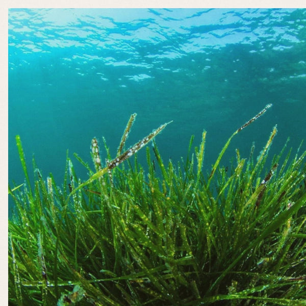 Pets Plus – Nutritional Powder, Heritage Tea