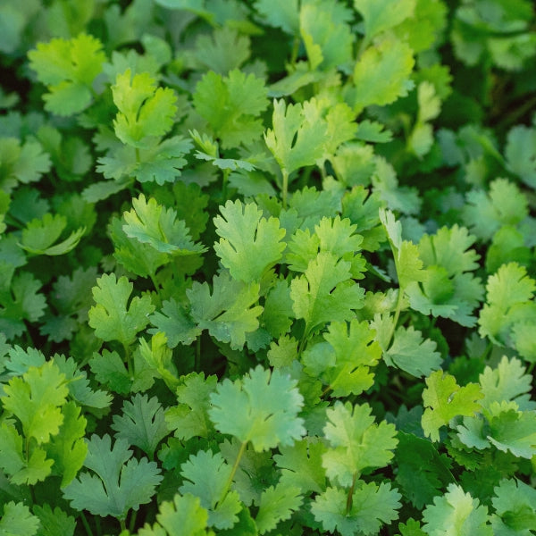 Living Alchemy Zinc Alive 60 Capsules