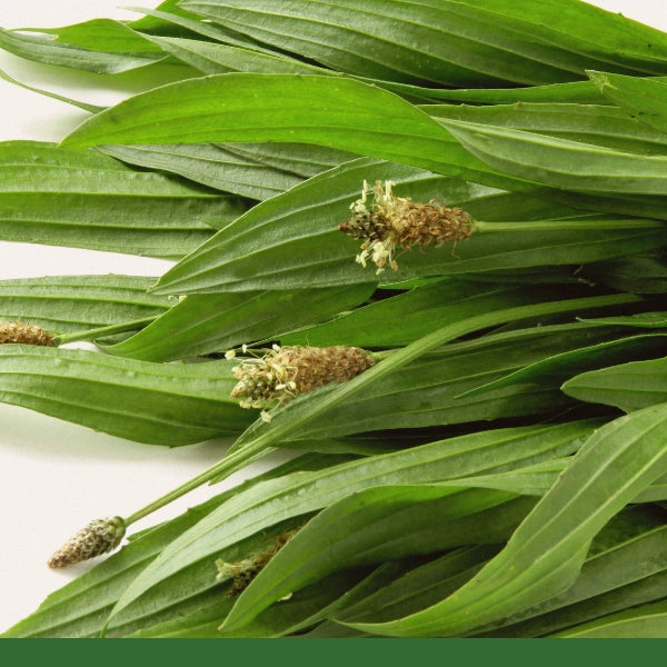 Plantain (Plantago lanceolata) - Dried Herb, Organic