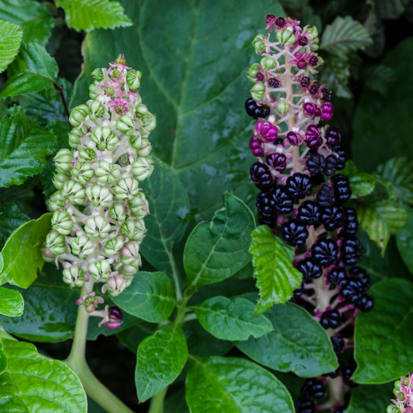 Poke Root - Carrier Oil