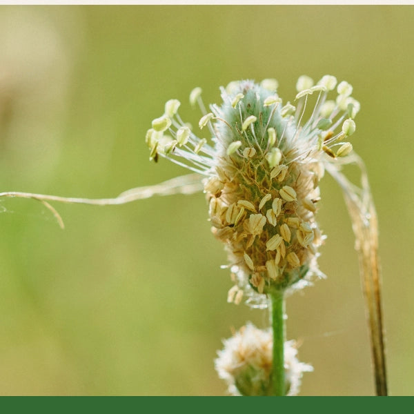 Psyllium Seed, Powder (Plantago ovata) - Dried Herb, Organic