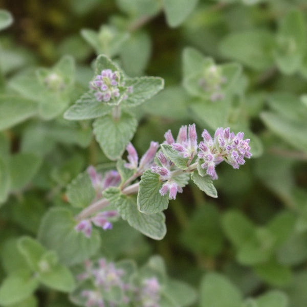 Quiet Time – Heritage Tea