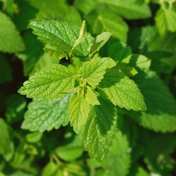 Quiet Time – Heritage Tea