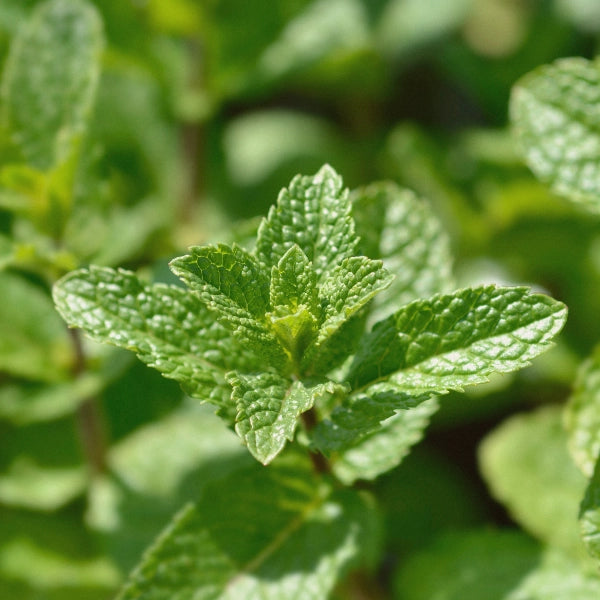 Quiet Time – Heritage Tea