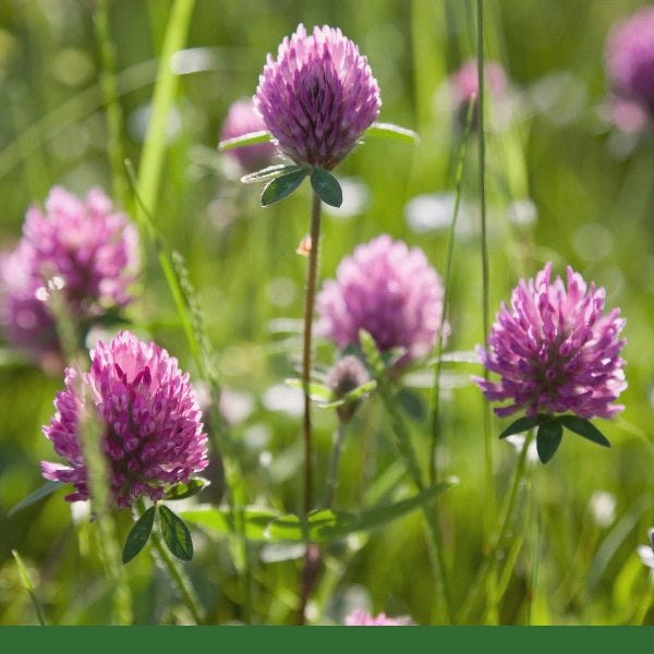 Red Clover Blossoms, Whole (Trifolium pratense) - Dried Herb, Organic
