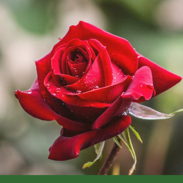 Red Rose Petals (Rosa centifolia) - Dried Herb, Organic