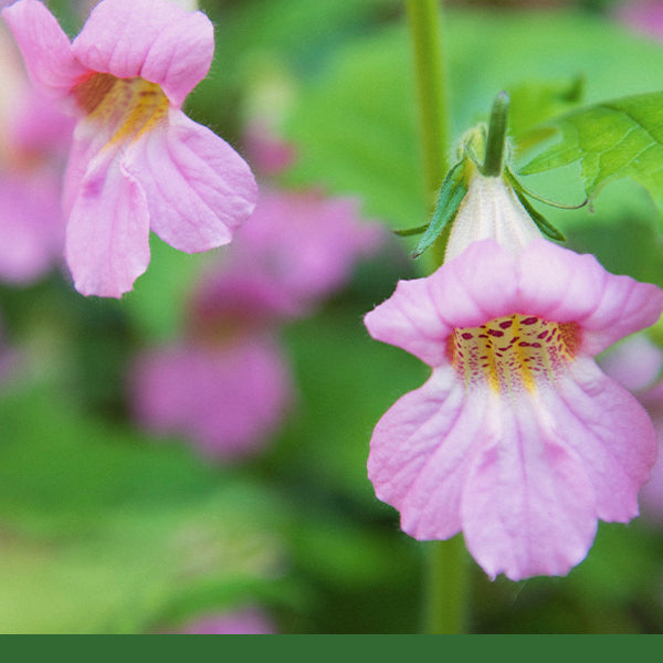 Rehmannia (Rehmannia glutinosa) - Dried Herb, Organic