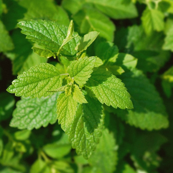 Restfulness  – Heritage Tea