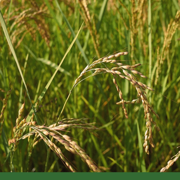 Rice Bran Solubles - Dried Herb