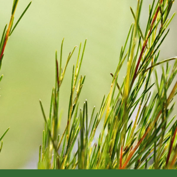 aspalathus linearis plant Rooibos (Aspalathus linearis)