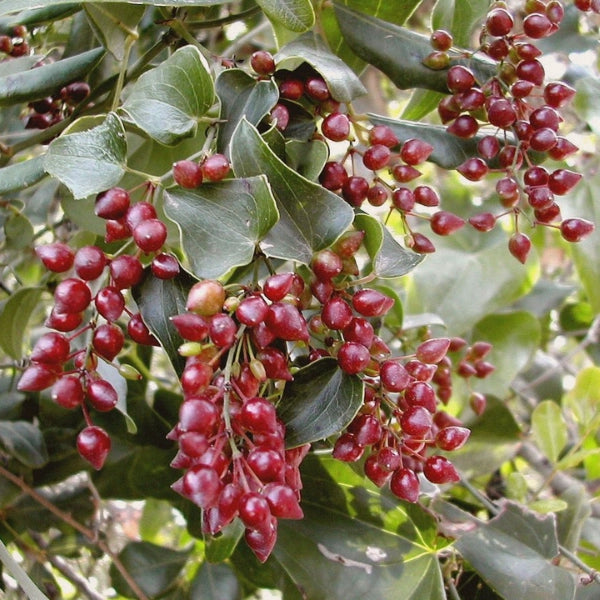 Root Beer – Heritage Tea