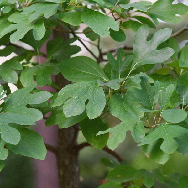 Root Beer – Heritage Tea