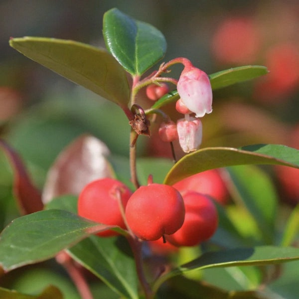 Root Beer – Heritage Tea