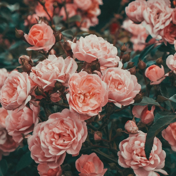 Green ― Spiritual Spray