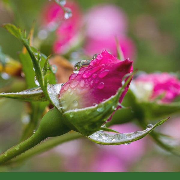 Rose Buds (Rosa damascena) - Dried Herb, Organic